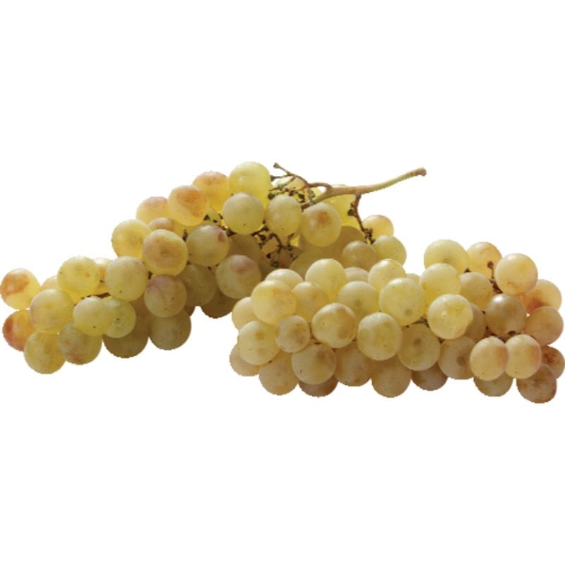 Green Muscato Grapes — Melissas Produce
